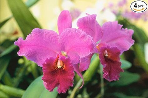 Cattleya Orchid Starter Hawaiian Plant –2 Inch Pot 4-8 Inch Tall 4 Pack F4 Cattleya Orchids, Hawaiian Plants, Gallery Icon, Hawaiian Gifts, Pink Ginger, Rare Orchids, Cattleya Orchid, Orchid Garden, Orchid Plant