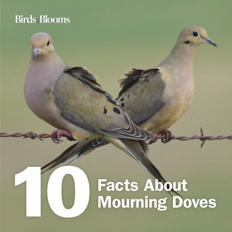 10 Fascinating Facts About Mourning Doves Dove House Plans, Dove House Ideas, Dove Meaning, Diy Dove Nesting House, Dove Bird House, Dove Enclosure, Raising Doves, Morning Dove Bird House, Morning Doves