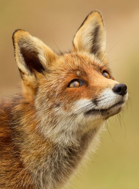 Regard Animal, Wild Animals Photography, Photography Animals, Animals Crossing, Photography Wildlife, Fox Pictures, Animals Photography, จีซอง Nct, Pet Fox