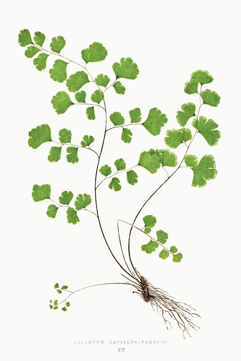 Adiantum Capillus–Veneris (Southern Maidenhair Fern) fern vintage illustration mockup | premium image by rawpixel.com / Donlaya Southern Maidenhair Fern, Fern Tattoo, Maidenhair Fern, Wall Decor Minimalist, Green Wall Decor, Leaf Illustration, Illustration Botanique, Fern Leaf, Leaves Vector