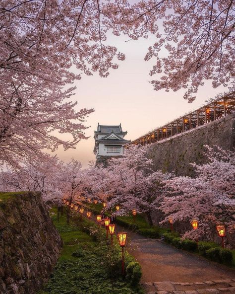 📸Photo of the day A moment captured that will never age #livinginjapan #japan #japantravel #japantravelguide #japantravelphoto #japantrip #japantraveller #travel #traveller #sightseeing #sightseeingjapan #beautifuljapan #beautiful #beauty #kyoto #kyotojapan #kyototrip #osaka #osakajapan #tokyo #tokyojapan #sakura #cherryblossoms Kyoto Japan Cherry Blossom, Japanese Countryside, Cherry Blossom Japan, Japan Sakura, Japanese Festival, Tokyo Japan Travel, Blossom Season, Japan Life, Japan Architecture