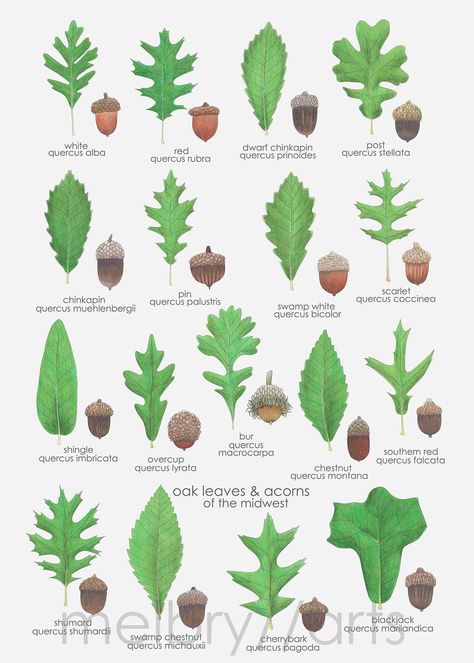 Indiana Native Plant Society (INPS) | I've been dreaming of illustrating the quercus family(one of my faves for months now Oak Leaf Identification, Identify Trees, Tree Leaf Identification, Biology Plants, Leaf Identification, Tree Identification, Tree Study, Tree Magic, Plants Are Friends