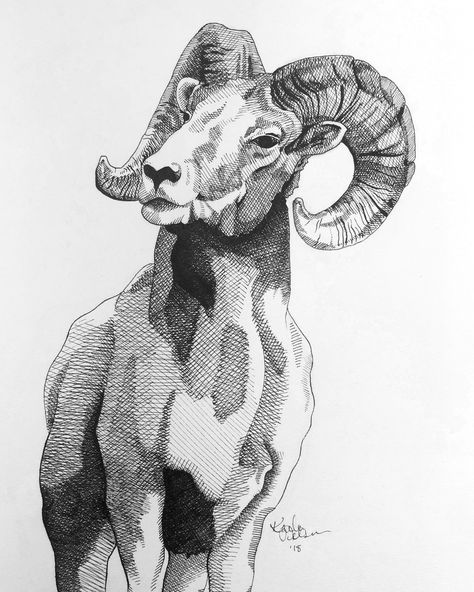 Animal Sketchbook Ideas, Sheep Sketch Drawings, Ram Head Drawing, Animal Art Drawing Sketches, Ram Sketch, Ram Illustration, Line Art Animals, Sheep Sketch, Ram Drawing