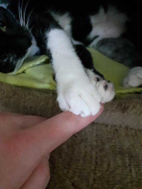 Holding hands with my girl Yoeki Cats Holding Hands, Cat Hand, Hand Photo, Feline Animals, Pets Funny, Cats Cute, Brown Girl, About Cats, Cute Kittens