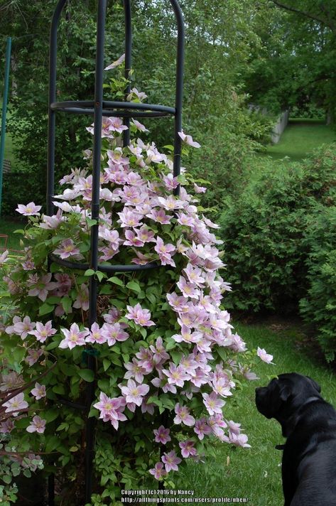 Clematis Landscaping Ideas, Clematis Piilu, Clematis Trellis, Clematis Varieties, Climbing Clematis, Autumn Clematis, Clematis Plants, Rose Garden Design, Clematis Flower