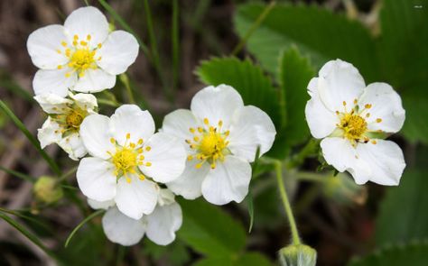 Strawberry Blossom, Strawberry Jewelry, Strawberry Season, Allotment Gardening, Strawberry Flower, Growing Strawberries, Blossom Tattoo, Wild Strawberries, Delphinium