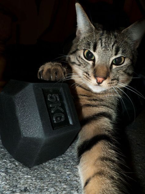 #121 “it Is My Dumbbell Now!” Cat Workout, Cat Gym, Cat Work, Out Of Reach, Cute Hamsters, Gym Humor, Workout Aesthetic, Silly Cats, The Act