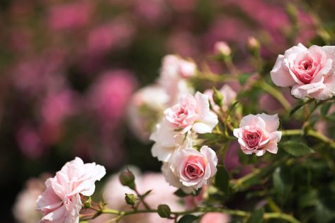 Miniature Roses Care: 7 Tips for Growing Miniature Roses - 2022 - MasterClass Container Roses, Miniature Roses, Flower Bed Edging, Rose Varieties, Hybrid Tea Roses, Planting Roses, Mini Roses, Rose Bush, Climbing Roses