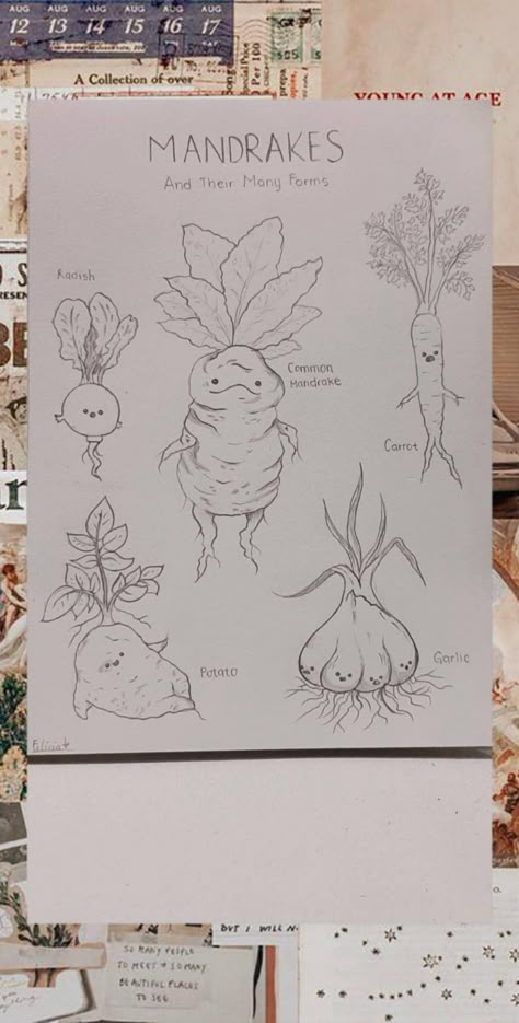 Mandrake Harry Potter Mandrake Drawing, Mandrake Painting, Mandrake Embroidery, Mandrake Illustration, Mandrake Drawing, Mandrake Art, Mandrake Tattoo, Mandrake Harry Potter, Drawtober 2024