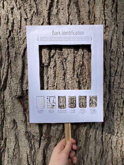 8 Creative Ways to Study Trees with Kids Ways To Study, About Trees, Forest School Activities, Tree Study, Nature School, Outdoor Education, Wonders Of Nature, Outdoor Classroom, Forest School