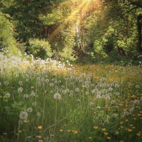 Pretty Pictures Of Nature, Dreamy Spring Aesthetic, Spring Field Aesthetic, Green Fields Aesthetic, Simple Nature Aesthetic, Spring Breeze Aesthetic, Bright Nature Aesthetic, Sap Green Aesthetic, Green Dreamy Aesthetic