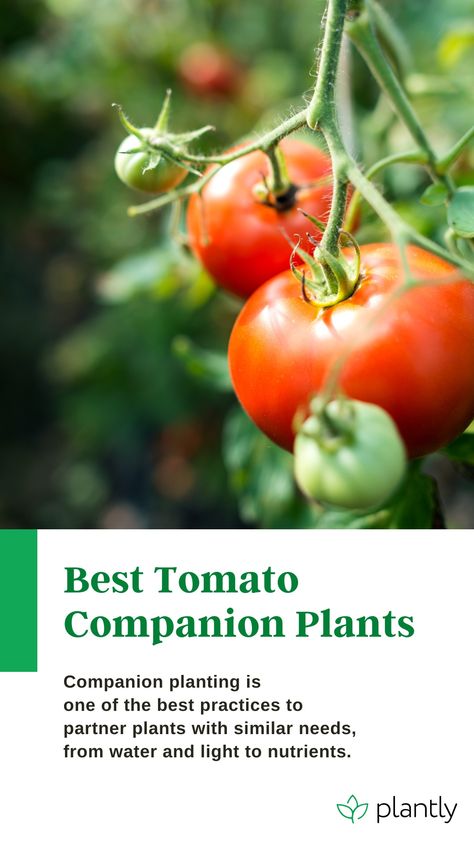 Tomatoes are one of those fruits one must have in the garden. It is a fruit you can enjoy in a salad but cannot add to a fruit salad. It makes for a delicious add-on in cuisine to sauces, and you can enjoy eating them straight from the plant. So, if you plan to grow tomatoes, check out our article on the best fertilizer for tomatoes to grow healthy plants. Tomato Companion Planting, Companion Plants For Tomatoes, Pepper Companion Plants, Tomato Companion Plants, Best Companion Plants, Tomato Fertilizer, Organic Gardening Pest Control, Eco Garden, Plant Pests