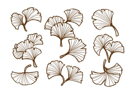 Ginko Leaves, Black And White Png, Abstract Art Projects, Leaf Skeleton, Fruit Vector, White Png, Gingko Leaves, Leaf Silhouette, Wreath Drawing