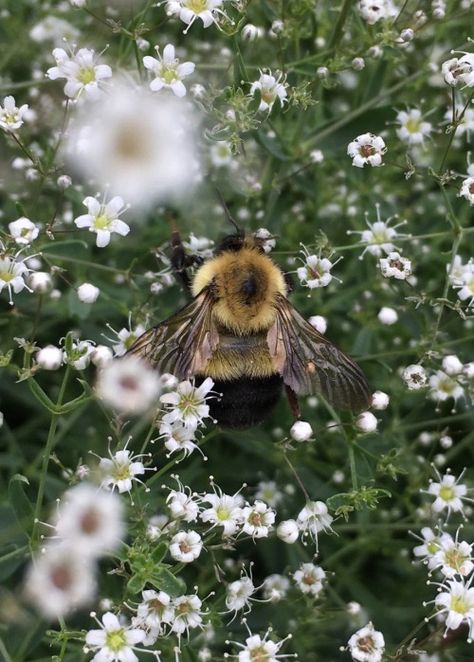 Miss Peregrines Home For Peculiar, Estilo Hijab, Buzzy Bee, Cottagecore Aesthetic, Save The Bees, Bees Knees, Nature Aesthetic, Bee Keeping, Honey Bee