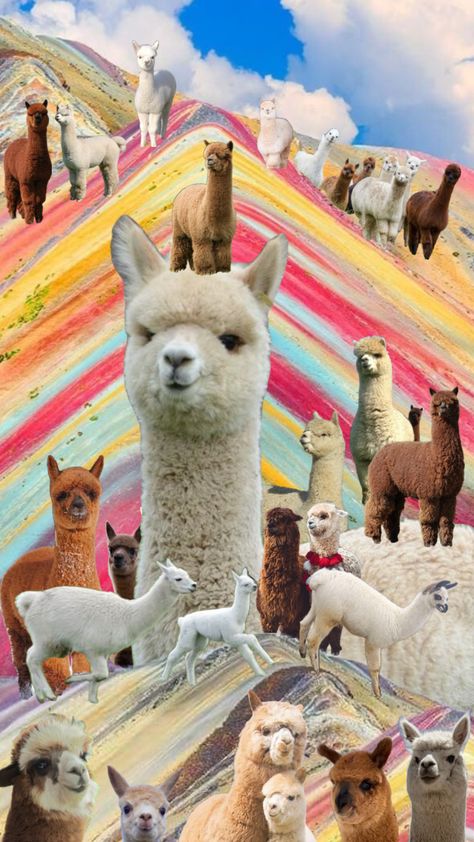 #alpaca #alpacas #llama #llamas #rainbowvibes #rainbowaesthetic #rainbow #macchupichu #wallpaper #collages Llama Wallpaper, Wallpaper Collages, Llama Alpaca, Cute Llama, Rainbow Aesthetic, Llama, Alpaca, Rainbow, Collage