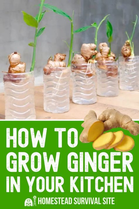 Ginger Growing, Growing Ginger Indoors, Green Kitchens, Growing Ginger, Indoor Vegetables, Ginger Plant, Garden Remedies, Plant Care Houseplant, Vegetable Garden Diy