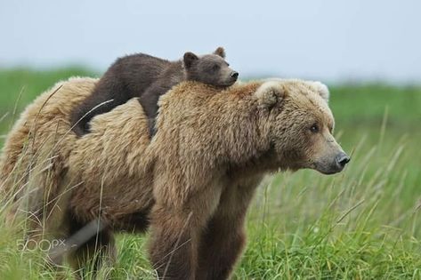 Baby bear riding his mom into the wild. Photo Ours, Baby Bear Cub, Wild Baby, Mother Bears, Brown Bears, Momma Bear, Love Bear, Bear Hug, Bear Cubs