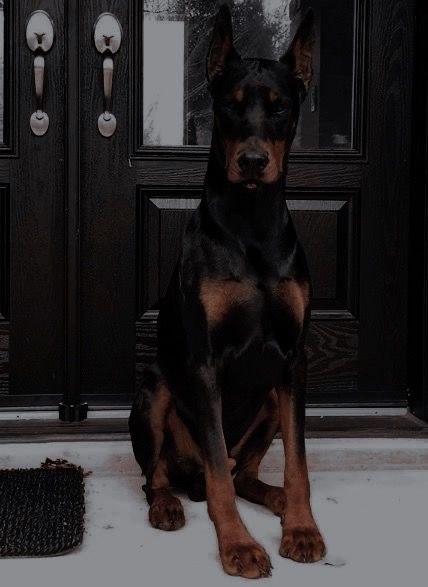 Doberman Aesthetic, Doberman, Black