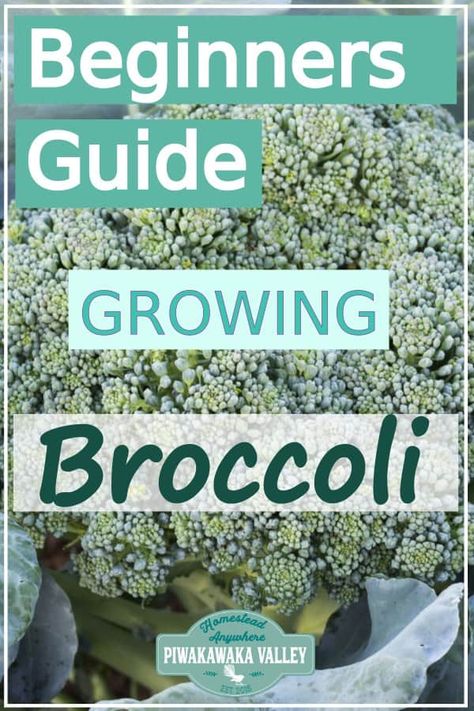 Growing Broccoli, Vegetable Garden For Beginners, Types Of Vegetables, Organic Vegetables, Veggie Garden, Growing Food, Gardening For Beginners, Growing Vegetables, Cool Plants