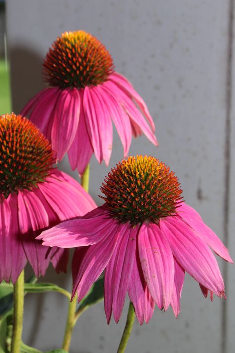 Upper Respiratory Tract, Echinacea Flower, Very Beautiful Flowers, Echinacea Purpurea, The Immune System, Runny Nose, Beautiful Flowers Pictures, Flower Photos, Summer Garden