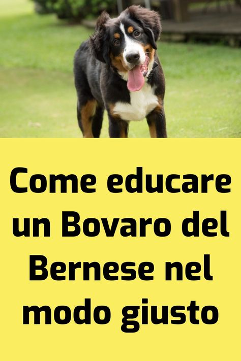 Se avete bisogno di qualche dritta su come educare un Bovaro del Bernese, siete nel posto giusto. L’educazione è una parte fondamentale della cura di… L'articolo Come educare un Bovaro del Bernese: trucchi, idee e consigli utili proviene da il mio cane è Leggenda .