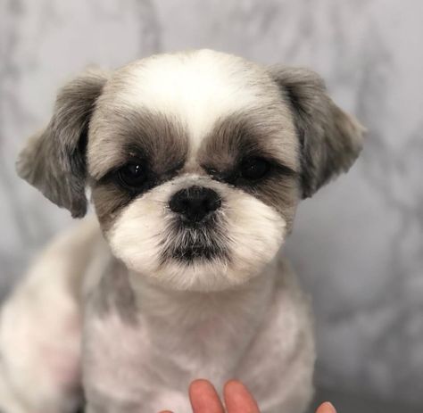 Short Hair Shih Tzu, Short Shitzu Haircut, Shihtzu Haircut Short, Shitzu Haircuts, Shitzu Dogs Haircuts, Grooming Shih Tzu, Dog Grooming Shih Tzu, Shih Tzu Puppy Cut, Shih Tuz