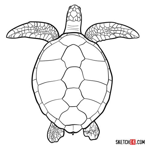 How to draw a Sea Turtle (view from the top) Easy Turtle Drawing, Draw A Sea Turtle, Sea Turtle Images, Turtle Outline, Turtle Sketch, Tortoise Drawing, Sea Turtle Drawing, Turtle Top, Shell Drawing