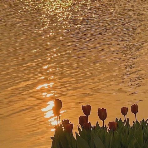 Sunset Golden Hour Aesthetic, Tulips Sunset Aesthetic, Tulips With Sunset, Sunset Widget, Golden Hour Aesthetic Vintage, Daylight Aesthetic, Golden Hour Aesthetic, Pictures Of The Sun, Just My Type