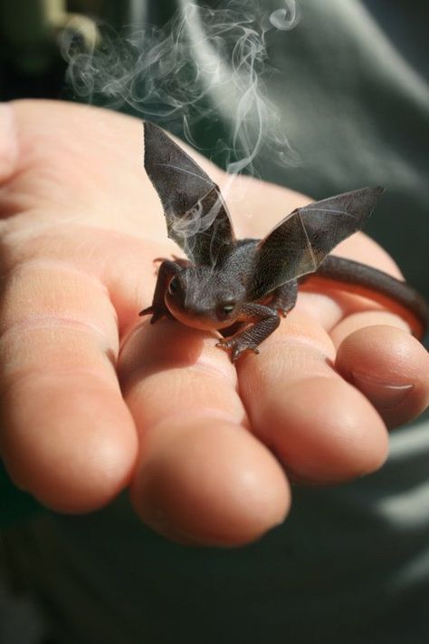 how to train a dragon/ there is an animal that looks just like this.  He is on display at the Roger Williams Zoo. Baby Toothless, Dragon Pet, Breathing Fire, Picture Prompts, Pet Dragon, Night Fury, Little Dragon, Baby Dragon, Toothless