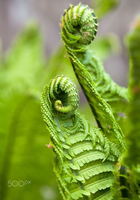 Fiddlehead Ferns, Ferns Garden, Grass Pattern, Green Algae, Botanical Illustrations, Macro Photos, Art Instructions, Growing Tree, Tattoo Inspo