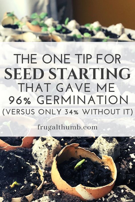 Start Seeds Indoors, Seed Starting Soil, Starting Seeds, Starting Seeds Indoors, Seed Germination, Veg Garden, Home Vegetable Garden, Greenhouse Gardening, Growing Seeds