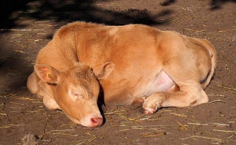 Sleeping Calf Basking In Sun. Young calf sleeping in the sun in barnyard at Edmo , #AD, #Sun, #Young, #calf, #Sleeping, #Calf #ad Calf Lying Down, Calf Laying Down, Cow Laying Down, Calf Reference, Calf Photography, Calf Illustration, Cow Sleeping, Bug Photos, Creature Reference