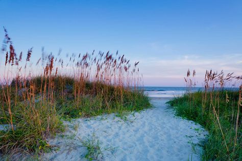 9 Best Beaches in South Carolina Isle Of Palms South Carolina, Charleston Beaches, Fall Beach, Sullivans Island, Little Buddha, Fall Vacations, Beach Towns, South Carolina Beaches, Brand Shoot