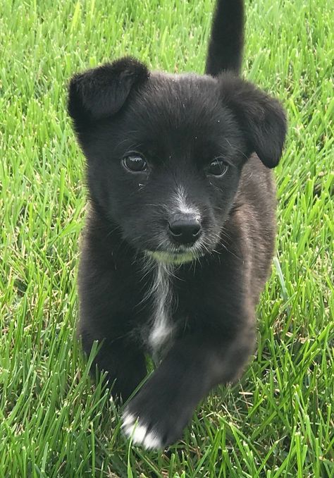 Small Black Dog, Rescue Dogs For Adoption, Puppies For Adoption, Cute Dogs Images, Puppy Images, Therapy Animals, Terrier Mix Dogs, Adorable Puppies, Rare Animals