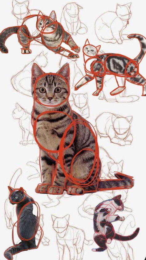 Cats Drawing Tutorial, Cat Drawing Tutorial, Cats Art Drawing, Cat Anatomy, Warrior Cat Drawings, Cat Sketch, Arte Van Gogh, Cats Drawing, Cat Pose