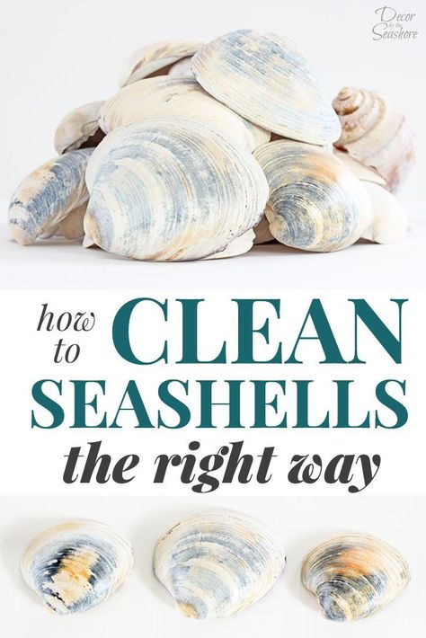 Do you know how to clean seashells the RIGHT way? Yes, there is a right way to clean seashells! This little trick is perfect for getting rid of the gunk and getting those seashells ready for crafting and displaying around the home! Love this beautiful coastal decor! #decorbytheseashore #seashells #cleaning #coastaldecor #cleaninghacks How To Clean Seashells, Clean Seashells, Cleaning Sea Shells, Seashell Ideas, Shell Projects, Deco Marine, Cleaning Painted Walls, Art Coquillage, Oyster Shell Crafts