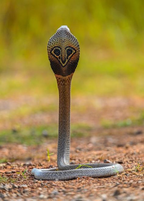 Snake Images Nature, Indian Cobra Snake, Jay Goga, Indian Cobra, Good Day Images, King Cobra Snake, Snake Images, Saraswati Photo, Snake Photos