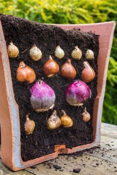 Plant a ‘bulb lasagne’ for a bold display in Spring - Perrywood Bulb Lasagne, Cartoon Kitchen, Pilaf Recipes, Garden Bulbs, Garden Containers, Container Flowers, Cool Ideas, Bulb Flowers, Planting Bulbs