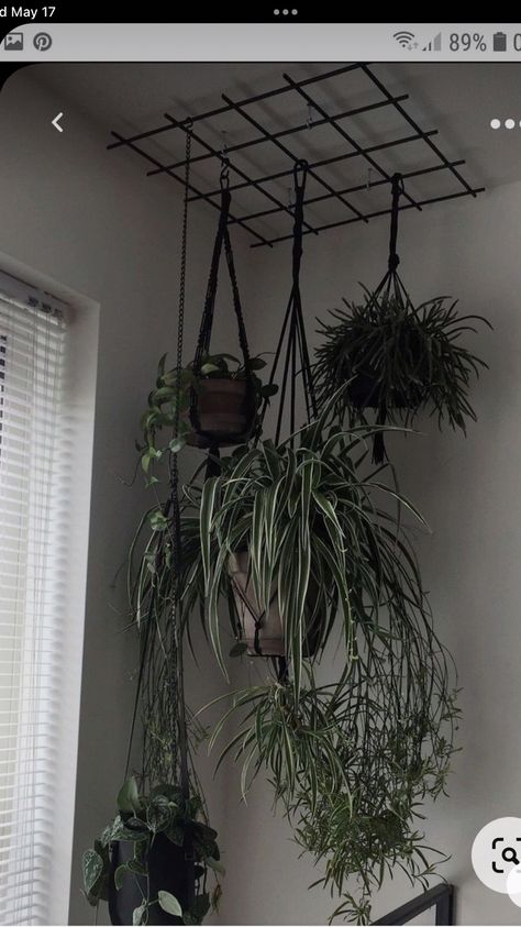 Hanging Plants From Ceiling Ideas, Greenery In Living Room, How To Hang Plants From Ceiling, Plant Ceiling Decor, Plants Hanging From Ceiling, Ways To Hang Plants Indoors, Ceiling Plants, Hang Plants From Ceiling, Hanging Plant Ideas