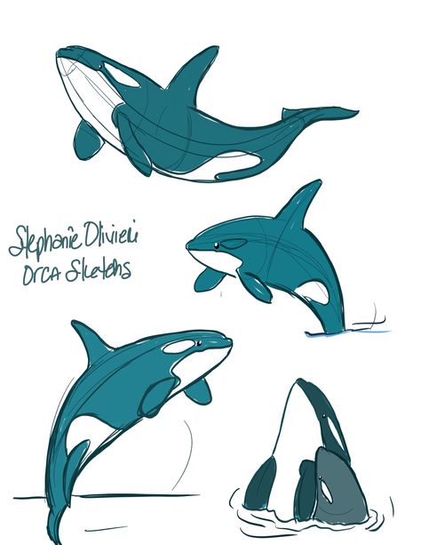 Orca Whales Drawing, Orca Drawing Reference, Orca Whale Drawing, Simple Orca Drawing, Orca Sketch, Orca Ink Drawing, Orca Sketches, Orca Anatomy Drawing, Orca Characters Design