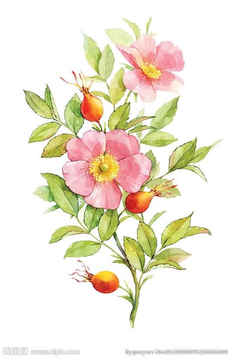 Watercolor wild rose & rosehips Wild Rose Tattoo, Watercolor Pink Flowers, Rose Drawing, Roses Drawing, 수채화 그림, Botanical Drawings, Digital Flowers, Wild Rose, Watercolor Rose