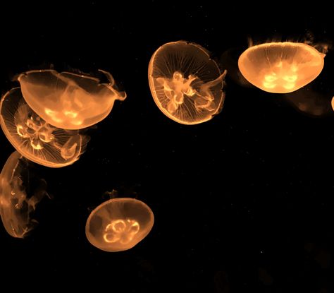 Jellyfish Widget, Brown Jellyfish, Ocean Homescreen, Orange Sea Aesthetic, Dark Orange Aesthetic, Jellyfish Project, Orange Jellyfish Wallpaper, Jellyfish Chromebook Wallpaper, Orange Ocean Aesthetic