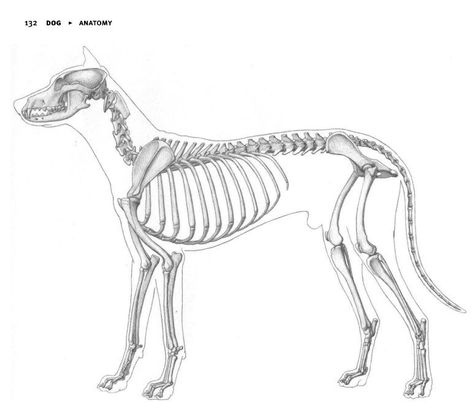 Dog Skeleton Anatomy, Dog Bones Drawing, Dog Anatomy Drawing, Dog Bone Drawing, Creature Anatomy, Bone Drawing, Skeleton Anatomy, Dog Anatomy, Dog Skeleton