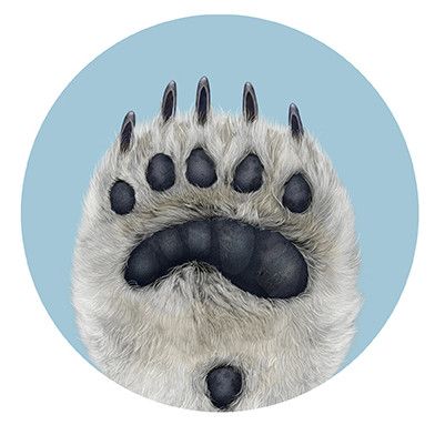 polar bear front paw Polar Bear Reference, Polar Bear Paw Print, Polar Bear Paws, Polar Bear Claws, Paw Illustration, Polar Bear On Iceberg Drawing, Polar Bear Paw, Polar Bear Logo, Polar Bear Face