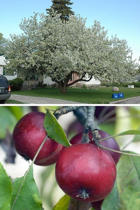 Dolgo crabapple (Malus x 'Dolgo') Louisa Crabapple Tree, Crab Apple Tree Landscape, Robinson Crabapple Tree, Dolgo Crabapple Tree, Spring Snow Crabapple Tree, Fruit Bearing Trees, Crabapple Tree, Apple Varieties, Peat Moss