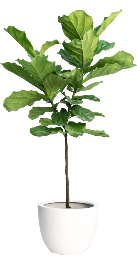 Fiddle Leaf Fig Tree Artificial Fig Tree, Fig Leaf Tree, Greenery Home Decor, Fiddle Fig Tree, Fiddle Tree, Fiddle Leaf Tree, Indoor Greenery, Fiddle Leaf Fig Tree, Fig Leaves