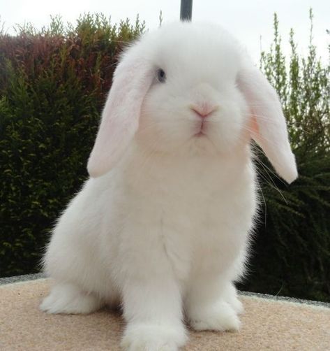 She belonged to him no matter what . Only he had the right to love h… #fanfiction #Fanfiction #amreading #books #wattpad Farm Animal Toys, Mini Lop, Cute Bunny Pictures, White Rabbits, Animal Sounds, Bunny Pictures, Pet Bunny, Haiwan Peliharaan