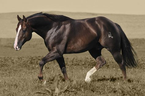 Quarter Horse Stallion, Quarter Horses, American Quarter Horse, Black Horses, Majestic Horse, Chestnut Horse, Horses And Dogs, Brown Horse, All The Pretty Horses