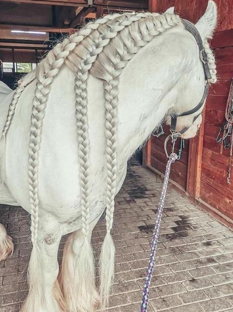 Braided Horse Mane, Mane Braids For Horses, Horse Main Ideas, Horse Mane Styles, Horse Hairstyles, Horse Braids, Horse Mane Braids, Horse Hair Braiding, Horse Braiding