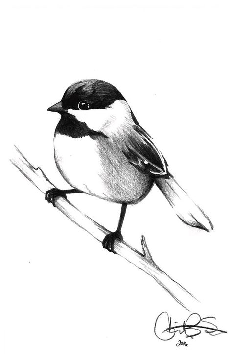 Bird Black And White Drawing, Pencil Shading Birds, Chickadee Sketch, Finch Sketch, Black And White Pencil Drawings, Chickadee Drawing, Chickadee Tattoo, Bird Pencil Drawing, Birds Drawing